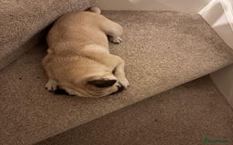 Pug dogs for sale: Female 2 year old pug for sale - Image 2