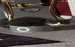 British Longhair cats for sale: Tuxedo Domestic Shorthair & Blue longhair - Image 13