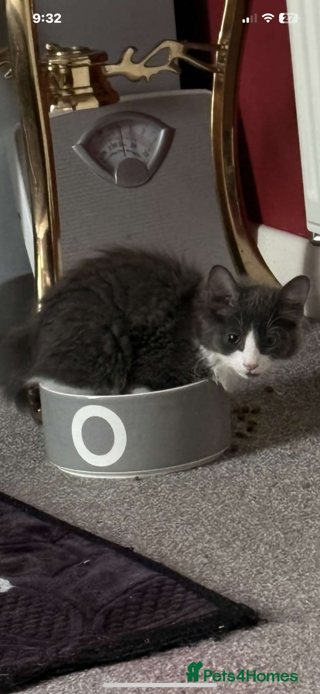 British Longhair cats for sale: Tuxedo Domestic Shorthair & Blue longhair - Image 13