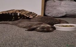 Mini Lop rabbits for sale: Two Girls  - Image 4