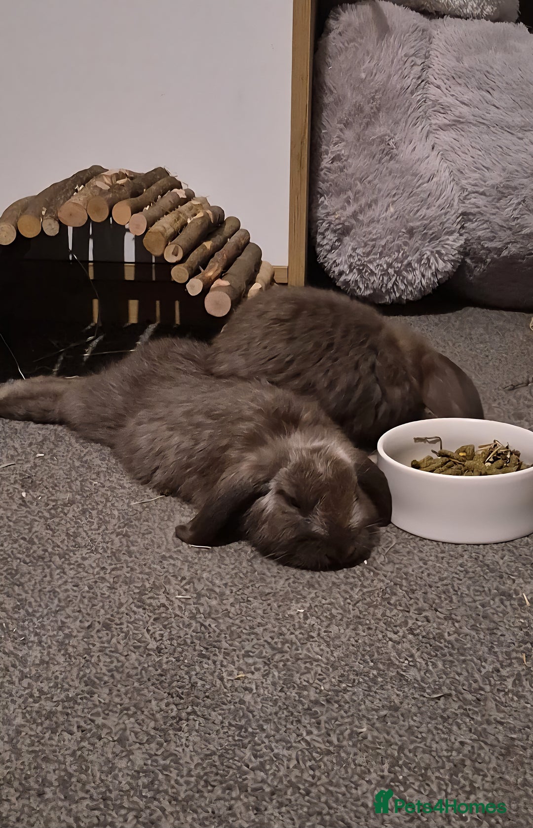 Mini Lop rabbits for sale: Two Girls  - Image 4