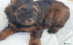 Cockapoo dogs for sale: Gorgeous Cockerpoo F1b - Image 11