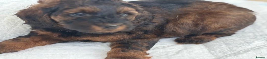 Cockapoo Puppy black