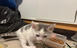 Mixed Breed cats for sale: 4 cheeky kittens ready for their new homes  - Image 12