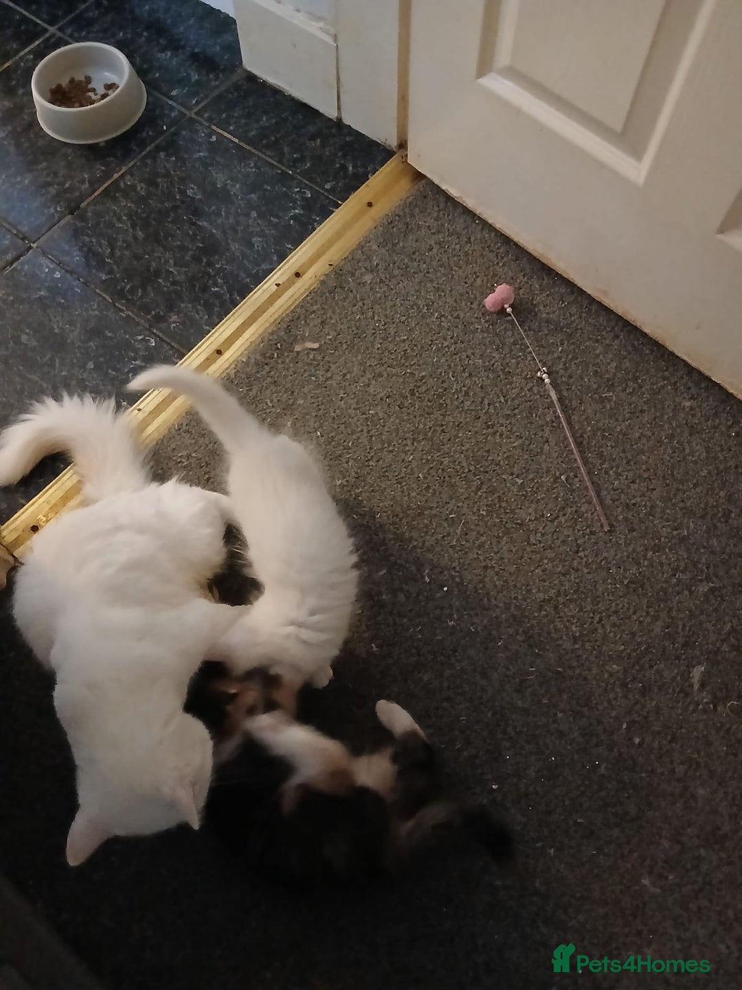 Maine Coon cats for sale: Maine Coon kittens (XL) - Advert 8