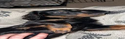 Miniature Dachshund dogs for sale: Miniature dachshund for rehoming - Advert 2