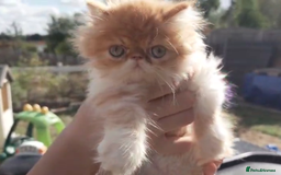Persian cats for sale: Persian kittens KC Registered with pedigree - Image 15
