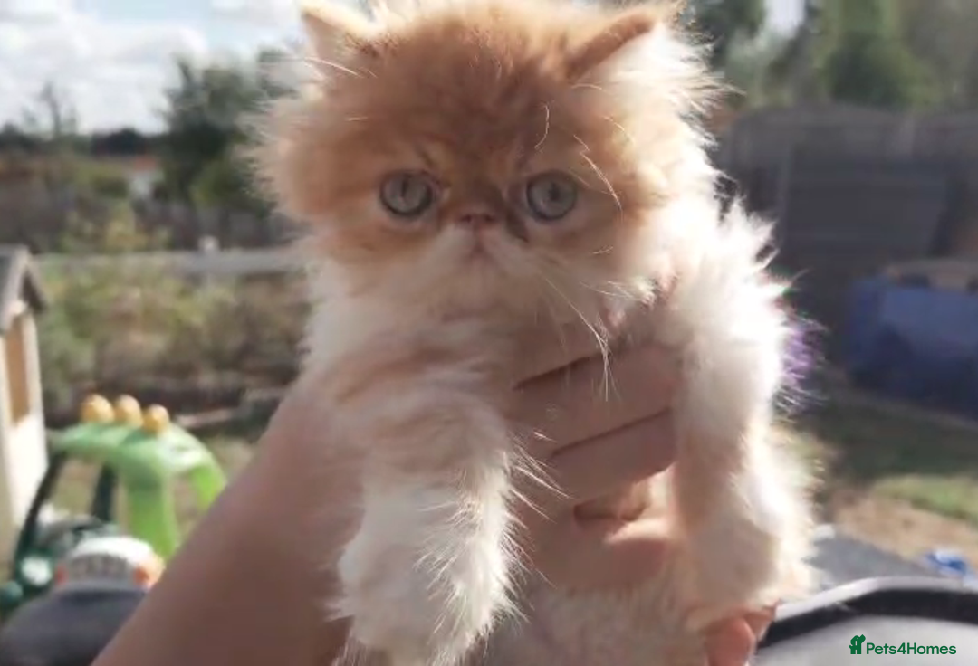 Persian cats for sale: Persian kittens KC Registered with pedigree - Image 15
