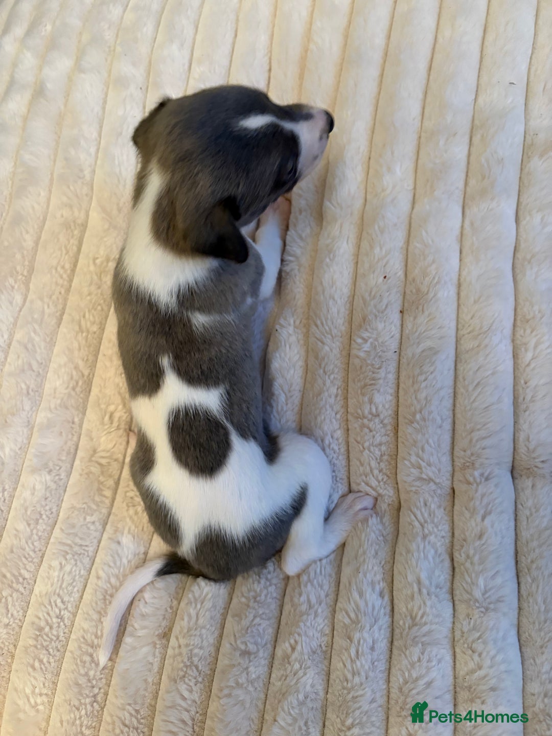 Whippet dogs for sale: Whippet Puppies - Advert 22