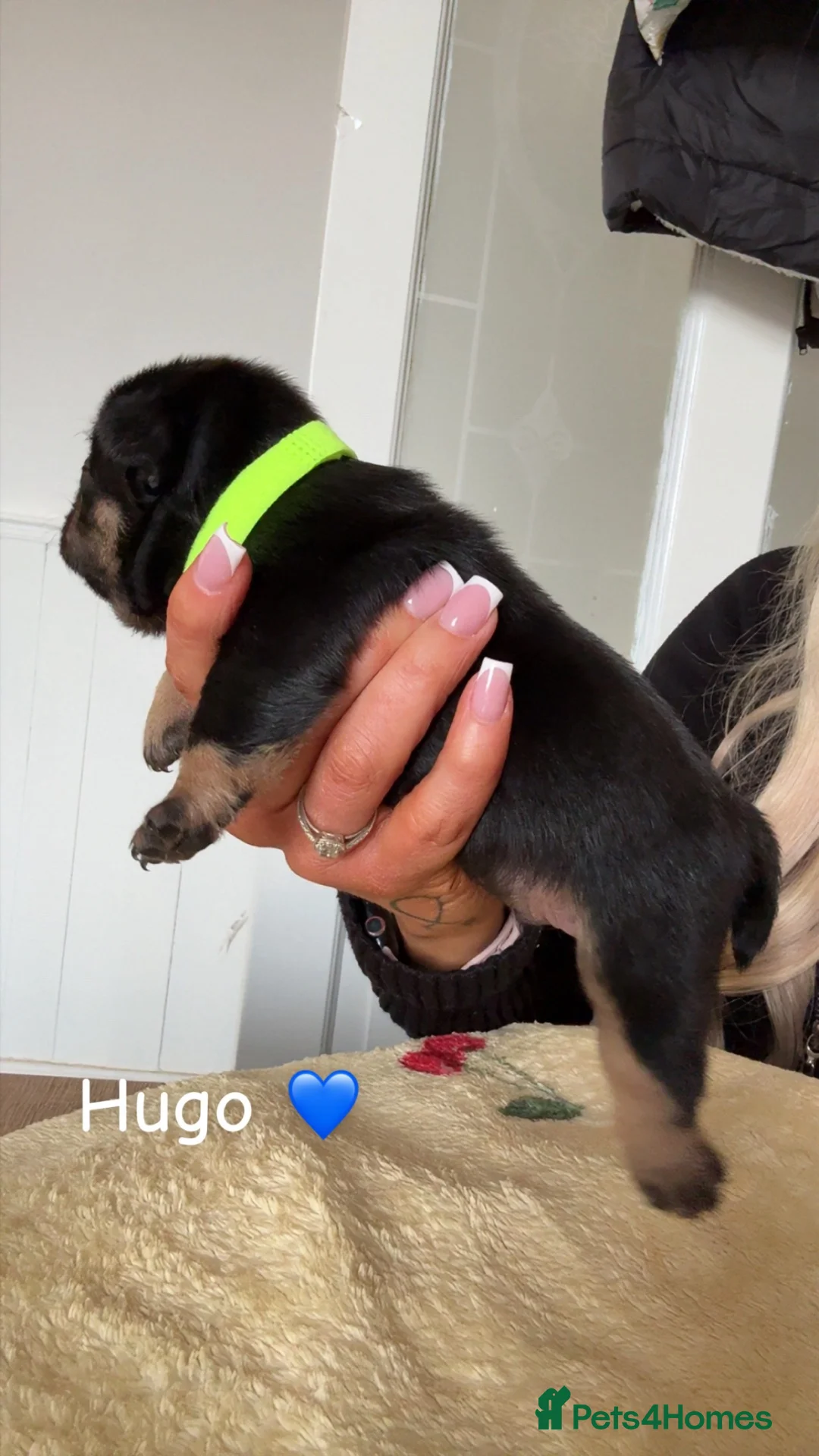 French Bulldog dogs for sale: French bulldog puppies  in Burnley - Advert 9