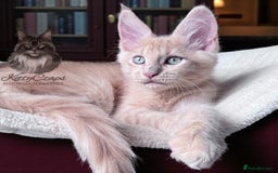 Maine Coon cats for sale: 🌟🌟Beautiful Maine Coon kittens 🌟🌟 - Image 12