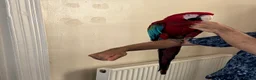 Macaws birds for sale: Green-wing Macaw – Healthy, Semi-Tame - Advert 3