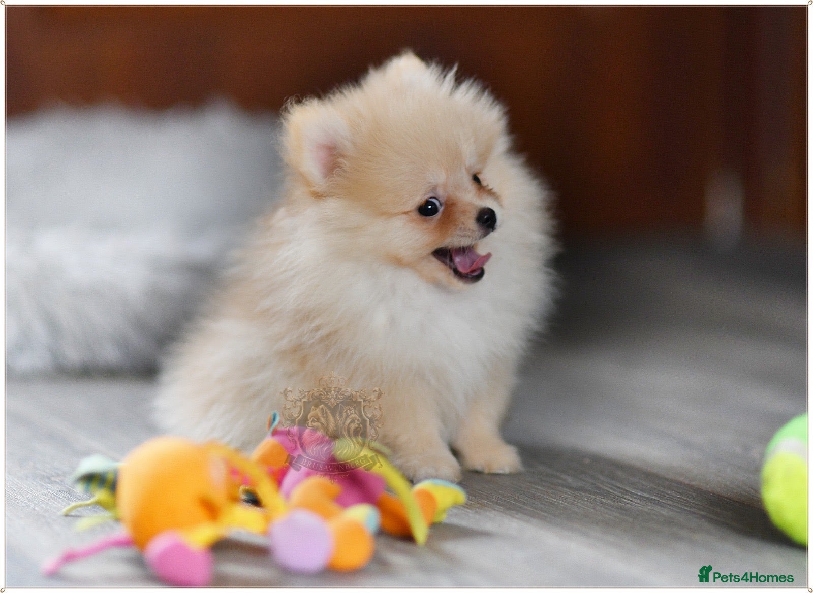 Pomeranian dogs *FULLY VACCINATED * TEDDY BEAR POMERANIANS - Advert 3