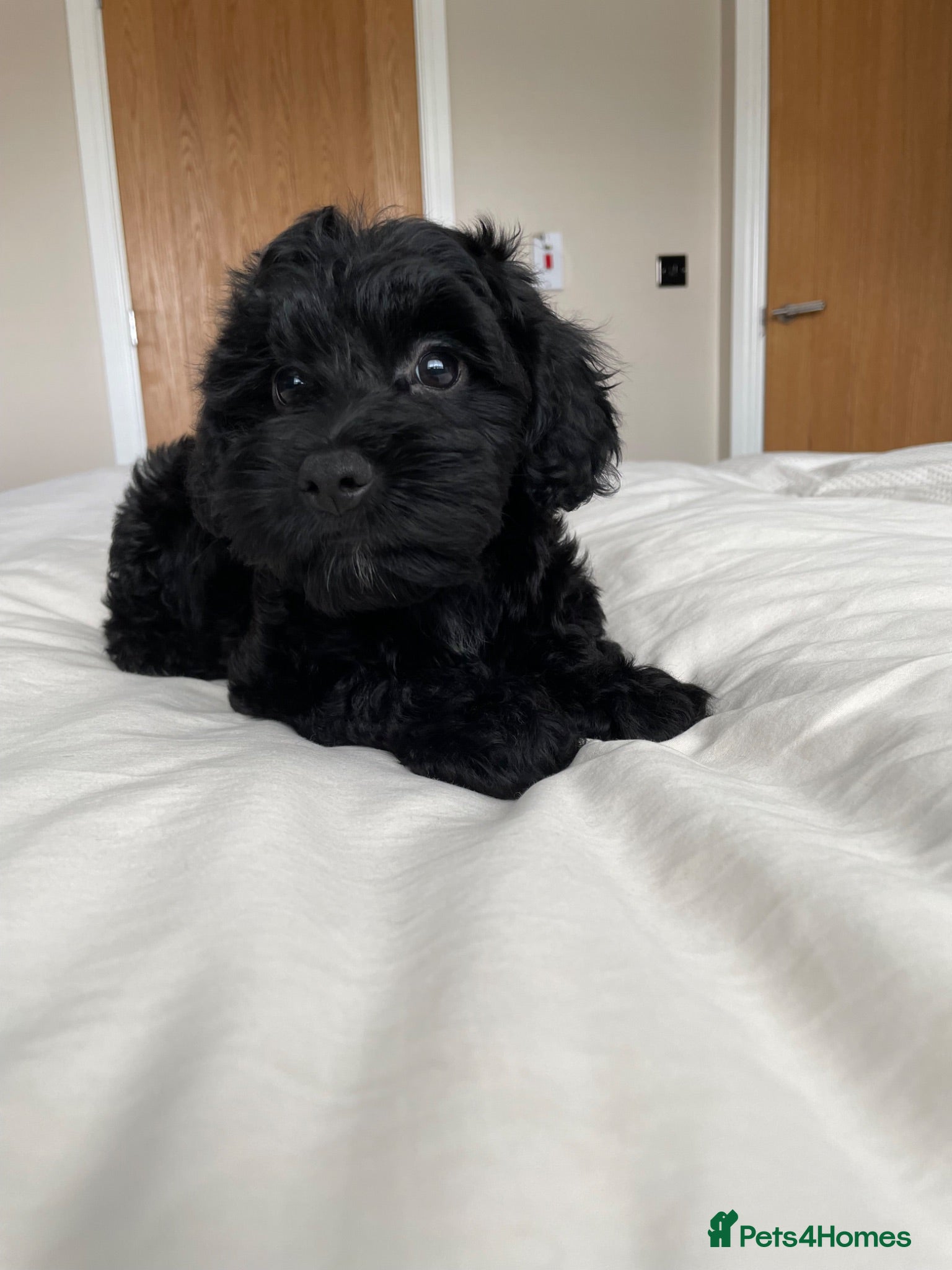 Cockapoo dogs Health tested, fully vaccinated, F1 Toy cockapoos - Advert 1