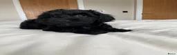 Cockapoo dogs for sale: Health tested, fully vaccinated, F1 Toy cockapoos - Advert 22