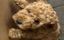 Cockapoo dogs for sale: Mini Cockapoo Puppies Kent - Image 11