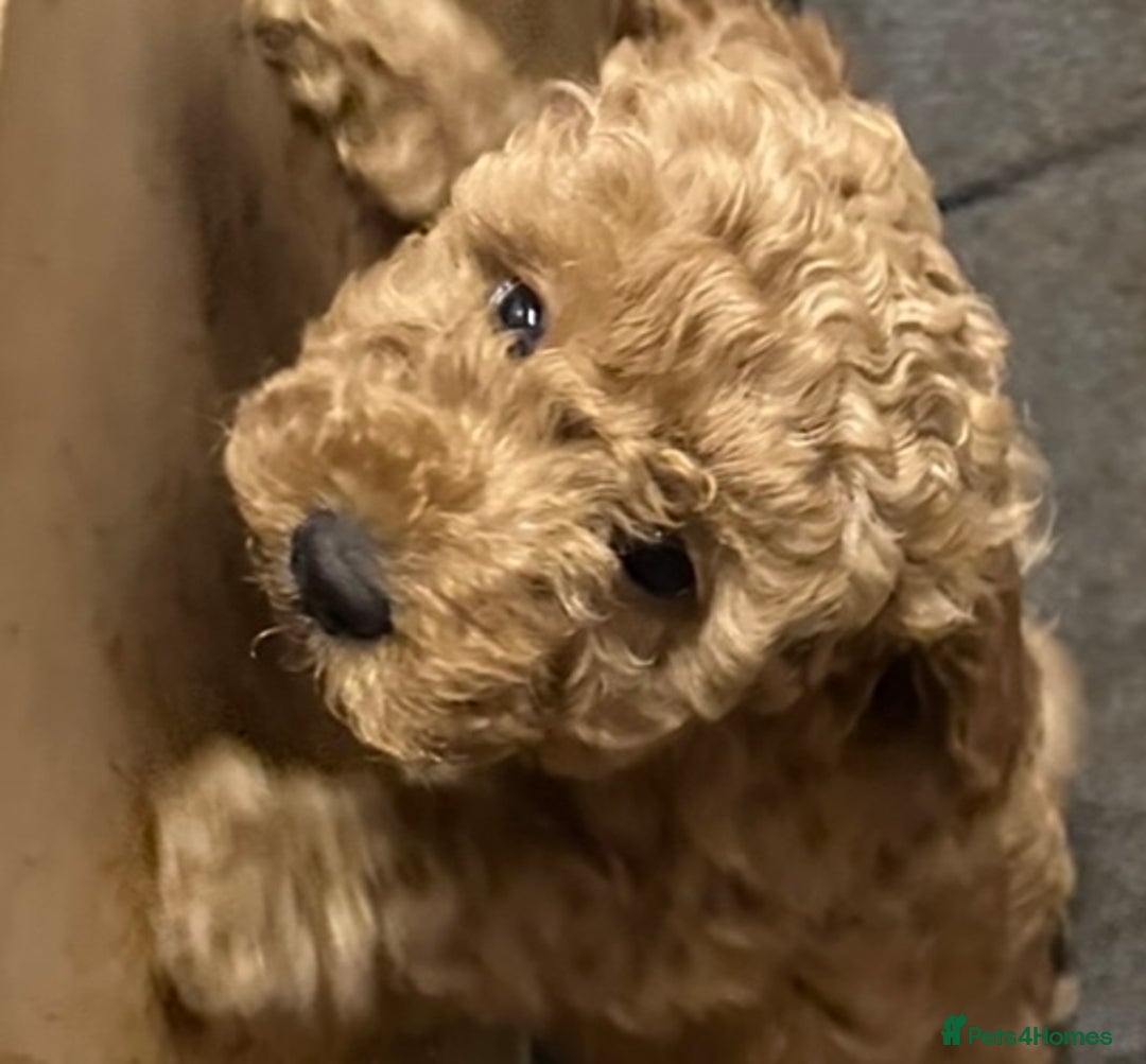 Cockapoo dogs for sale: Mini Cockapoo Puppies Kent - Image 11