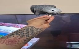 Parrots birds for sale: African grey baby parrot - Image 9