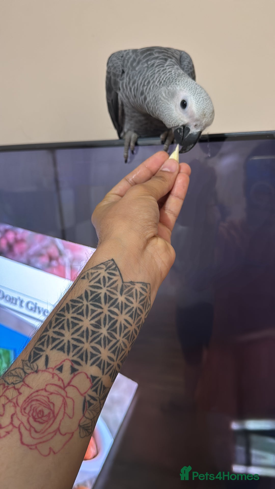 Parrots birds for sale: African grey baby parrot - Image 9