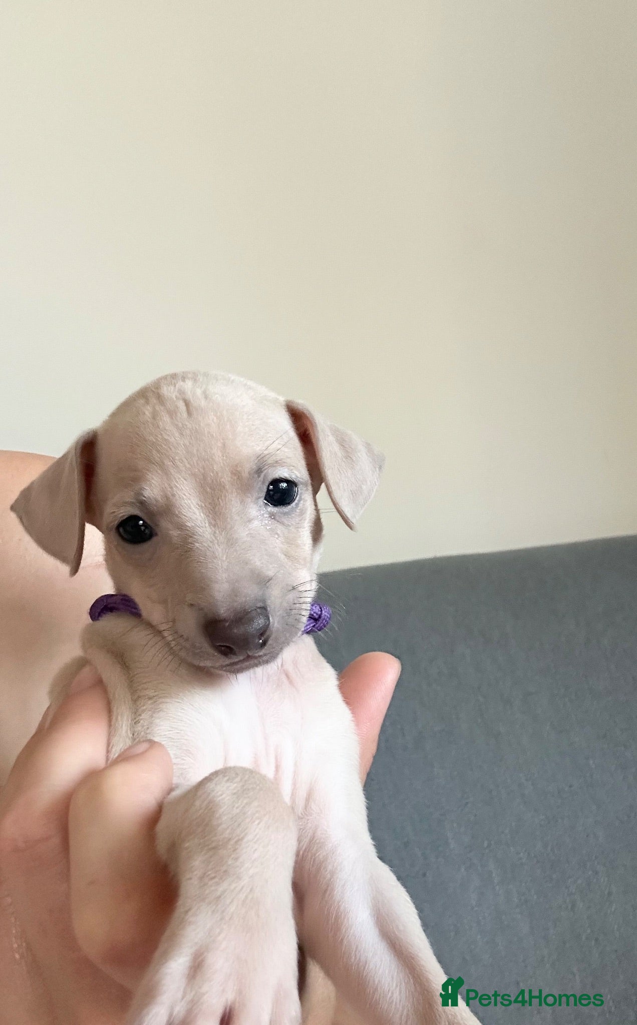 Italian Greyhound dogs Health tested KC reg Italian Greyhound Puppies  - Advert 4