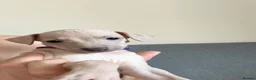 Italian Greyhound dogs for sale: Health tested KC reg Italian Greyhound Puppies  - Advert 2