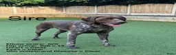 German Shorthaired Pointer dogs for sale: German shorthaired pointers  - Advert 12