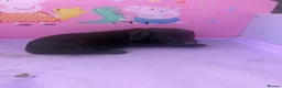 Labrador Retriever dogs for sale: Stunning Labrador pups - Advert 5
