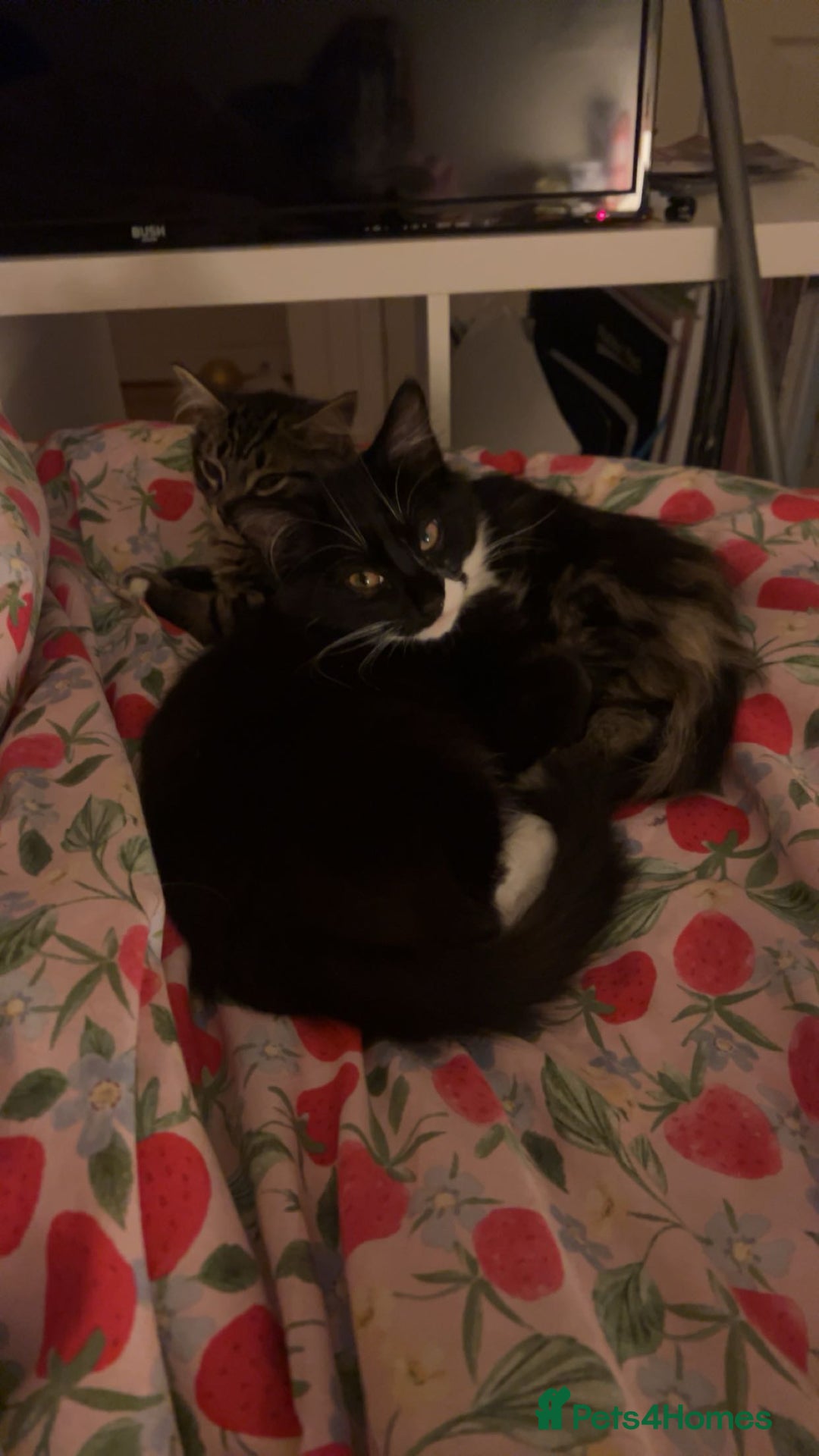 Mixed Breed cats for sale: Jinx  - Advert 6