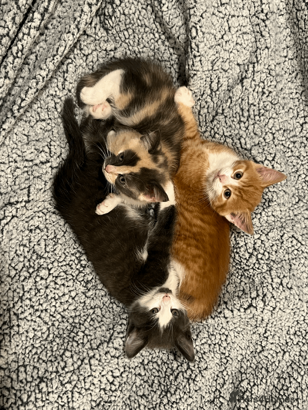 Domestic Shorthair cats for sale: Adorable Kittens Looking for Their Forever Homes - Advert 11