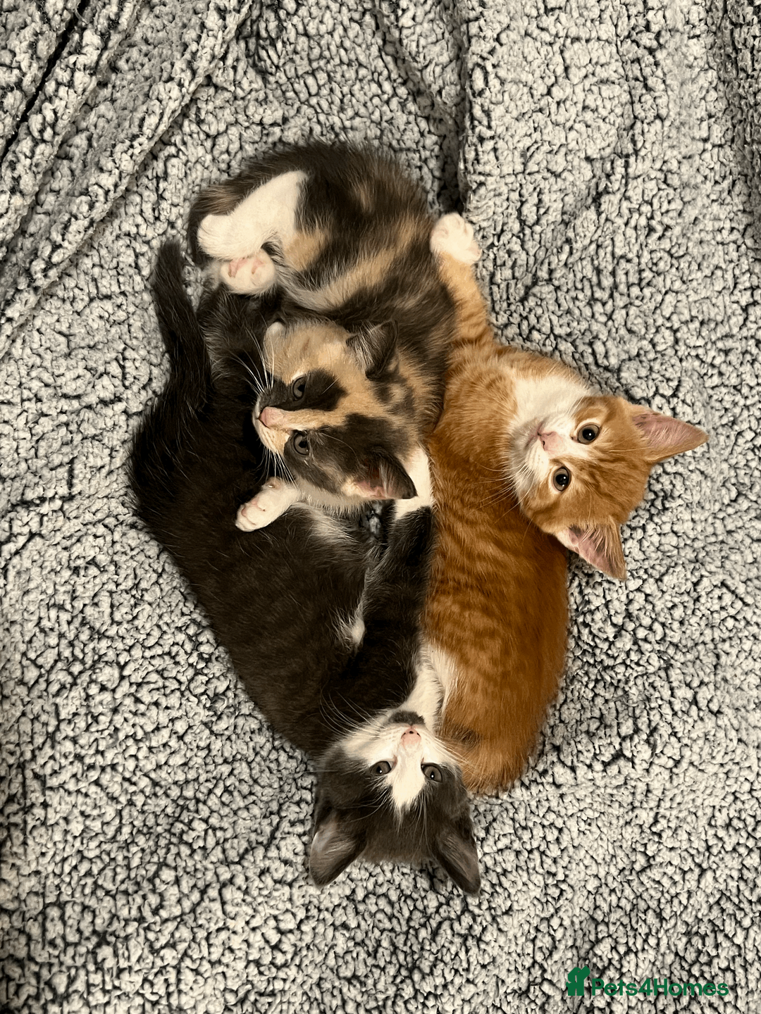 Domestic Shorthair cats for sale: Adorable Kittens Looking for Their Forever Homes - Advert 11