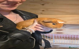 Guinea Pig rodents for sale: 2 boys & 2 girl guinea pigs for sale - Image 3