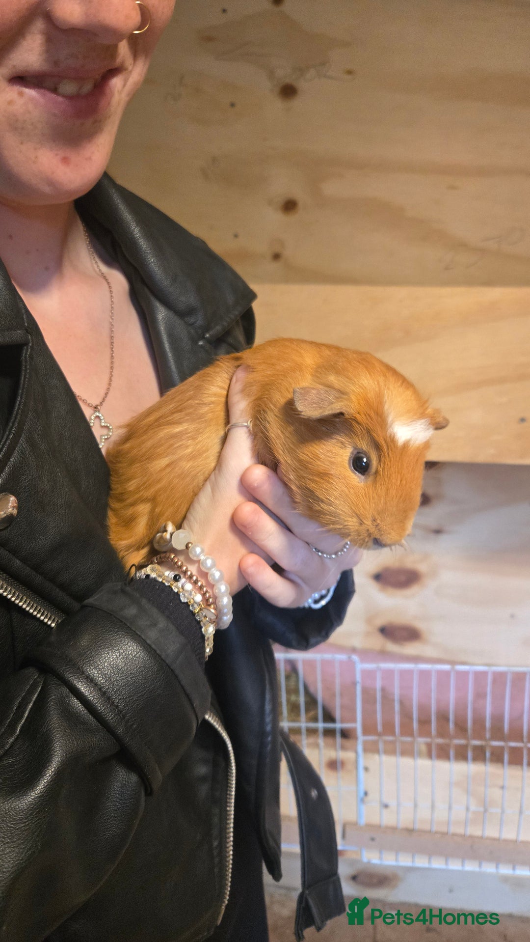 Guinea Pig rodents for sale: 2 boys & 2 girl guinea pigs for sale - Image 3