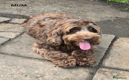 Cockapoo dogs for sale: Beautiful Phantom Girl Cockapoo Domestic Licence - Image 2