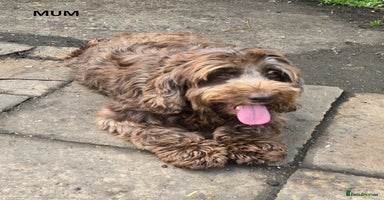Cockapoo dogs - Advert 12