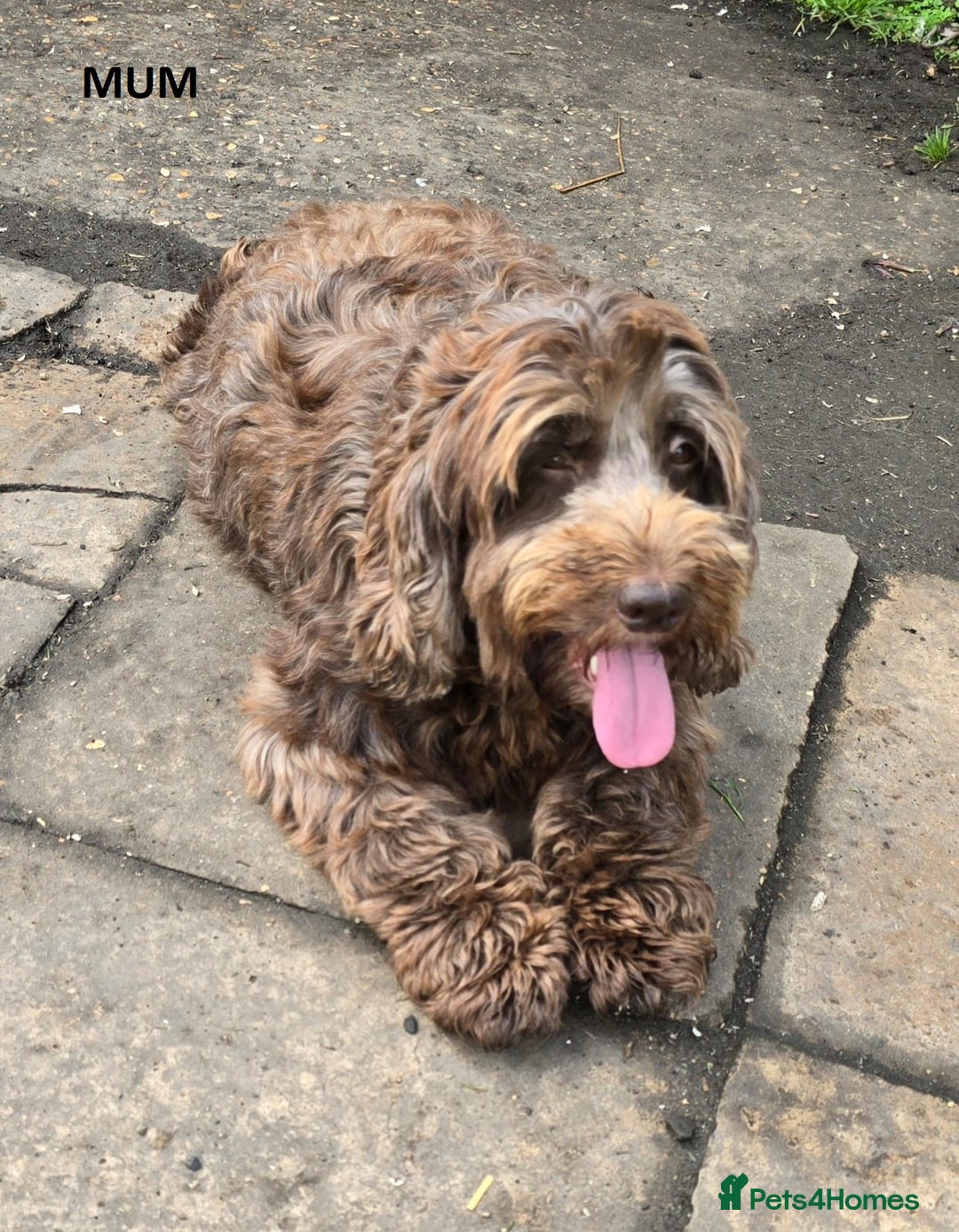 Cockapoo dogs for sale: Beautiful Phantom Girl Cockapoo Domestic Licence - Image 2