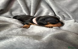 Miniature Dachshund dogs for sale: Miniature dachshund puppies 🐾 - Image 10