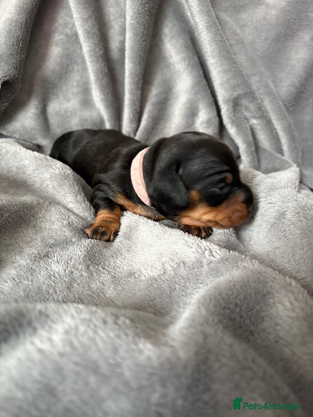 Miniature Dachshund dogs for sale: Miniature dachshund puppies 🐾 - Image 10