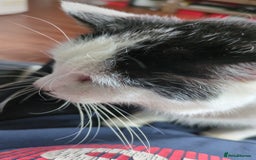 Domestic Shorthair cats for sale: Spot and milly - Image 2
