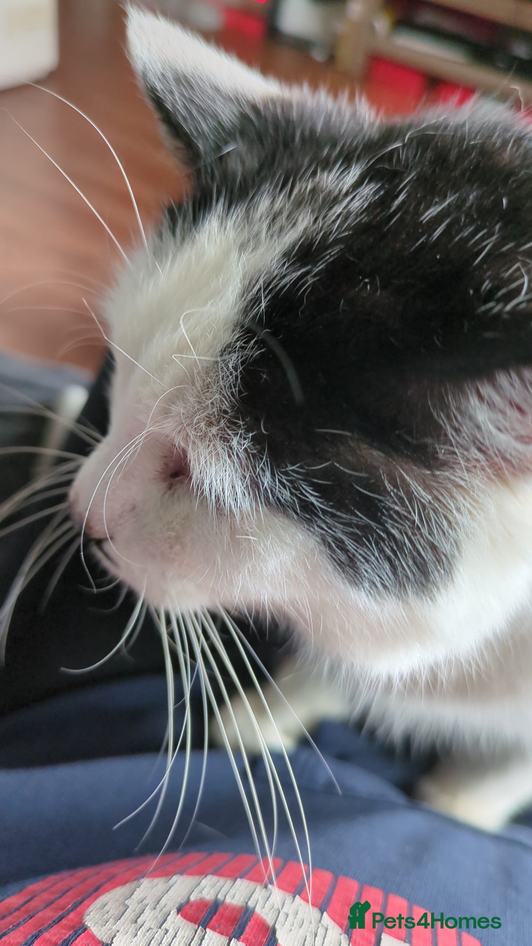 Domestic Shorthair cats for sale: Spot and milly - Image 2