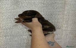 Miniature Dachshund dogs for sale: Miniature dachshunds  - Image 5