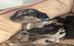 Sproodle dogs for sale: Sproodle Merle puppies  - Advert 11