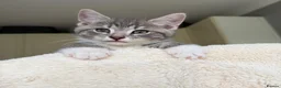 Mixed Breed cats for sale: Gorgeous home reared kittens  - Advert 4
