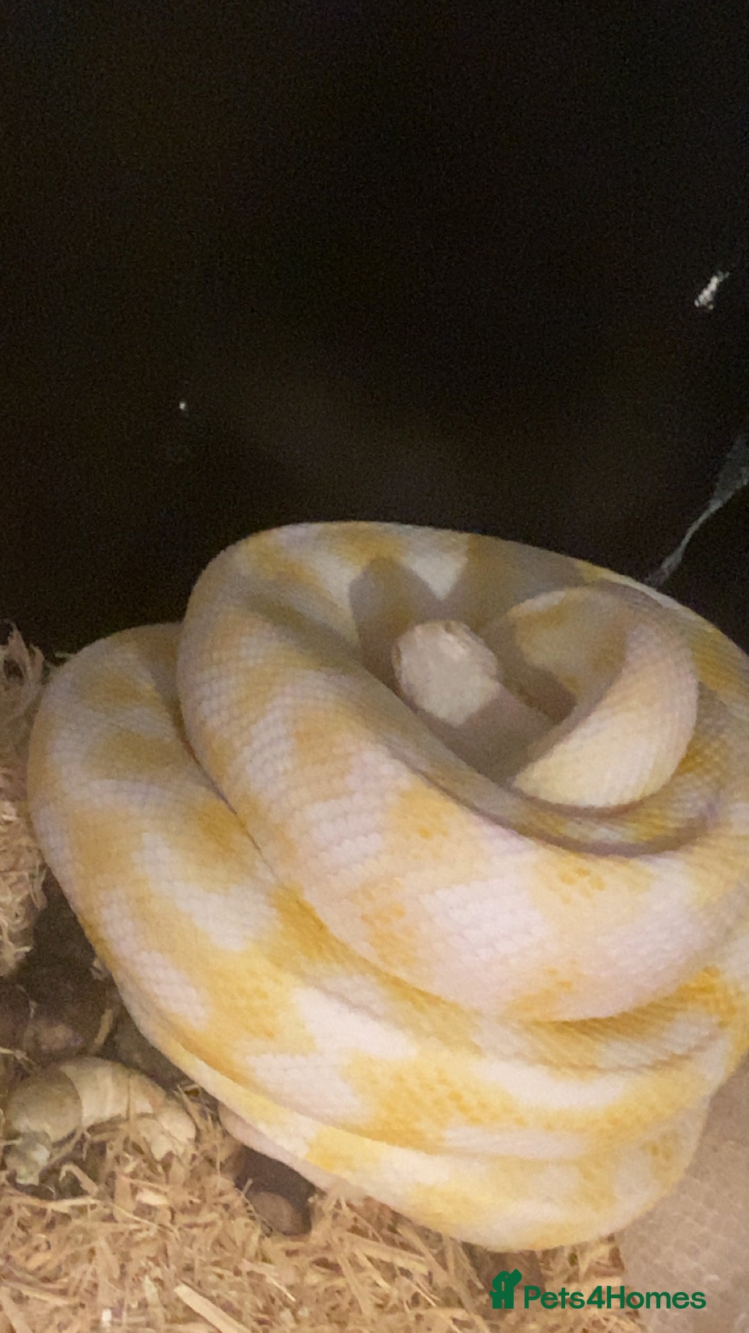 Snake reptiles for sale: 4 snakes need gone - Image 7