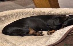 Miniature Dachshund dogs for sale: Miniature dachshund female - Image 14