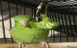 Parrots birds for sale: Looking to rehome green rumped parrotlet - Image 1