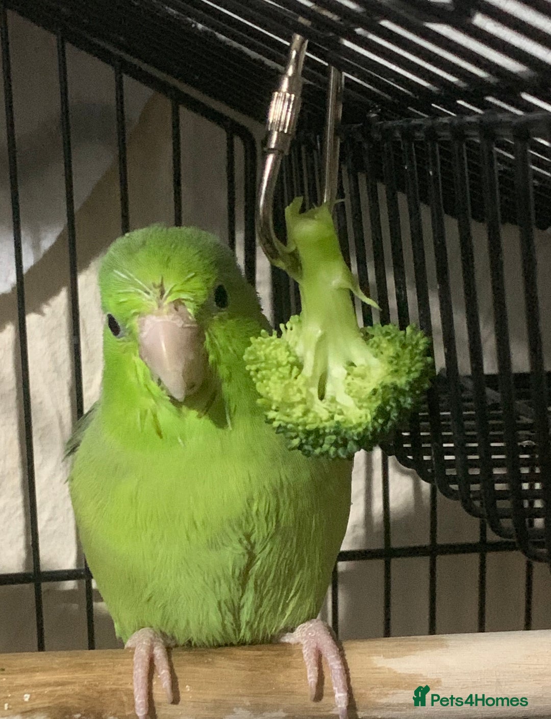 Parrots birds for sale: Looking to rehome green rumped parrotlet - Image 1