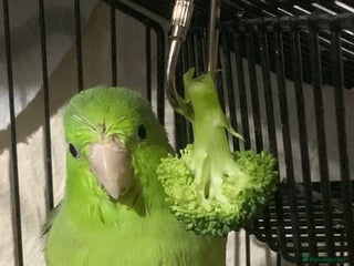 Parrots birds - Advert 11