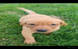 Labrador Retriever dogs for sale: **Only 2 Girls Left** Fox Red Labrador Puppies - Image 29