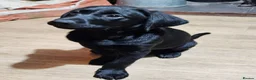 Labrador Retriever dogs for sale: Beautiful black lab boy puppy - Advert 5
