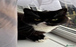 Mixed Breed cats for sale: 2 beautiful girls looking for new home - Image 5